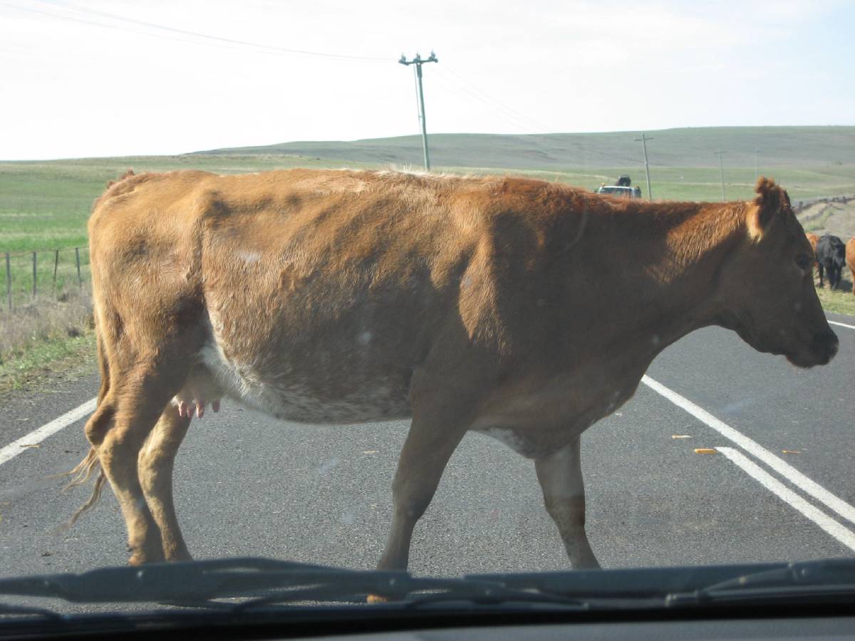 jay walking cow jay walking cow