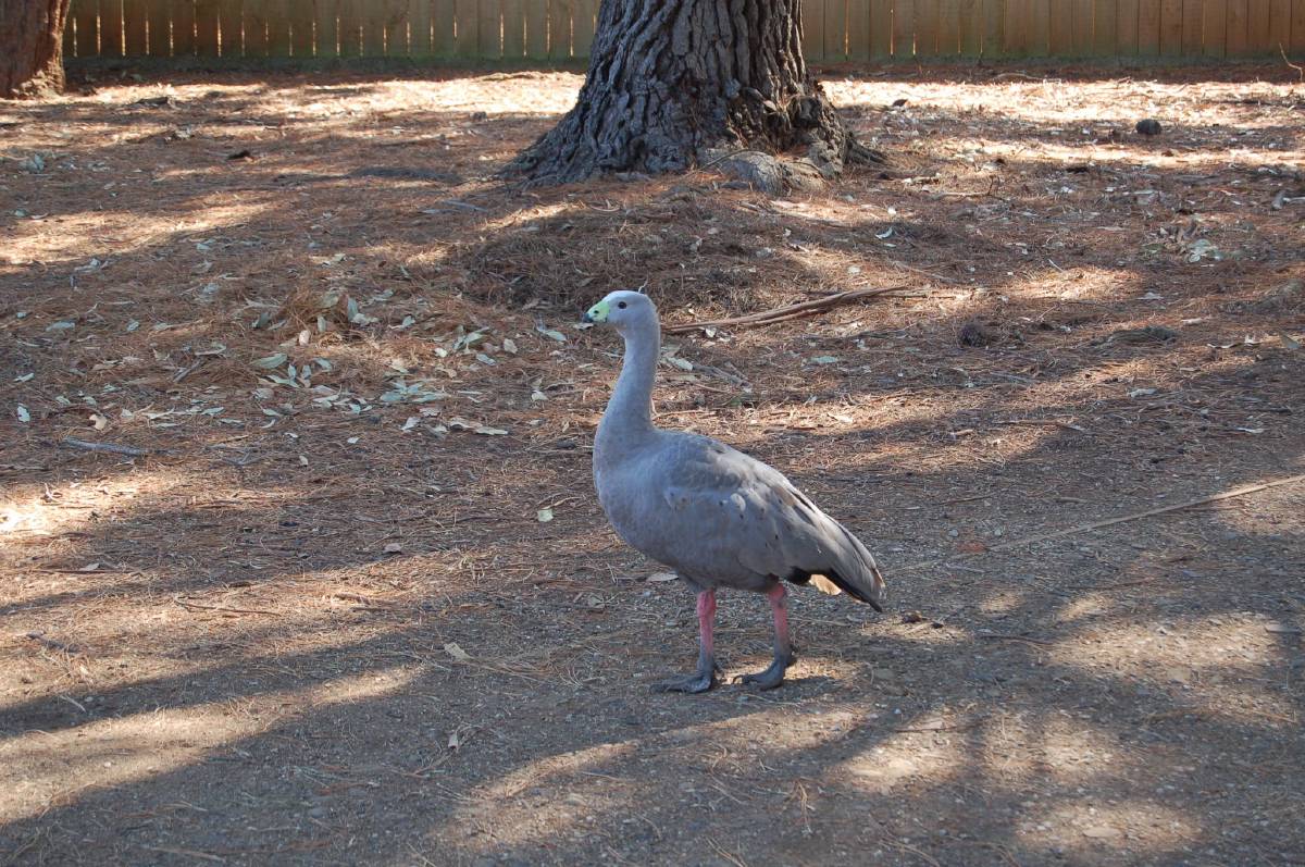begging bird begging bird