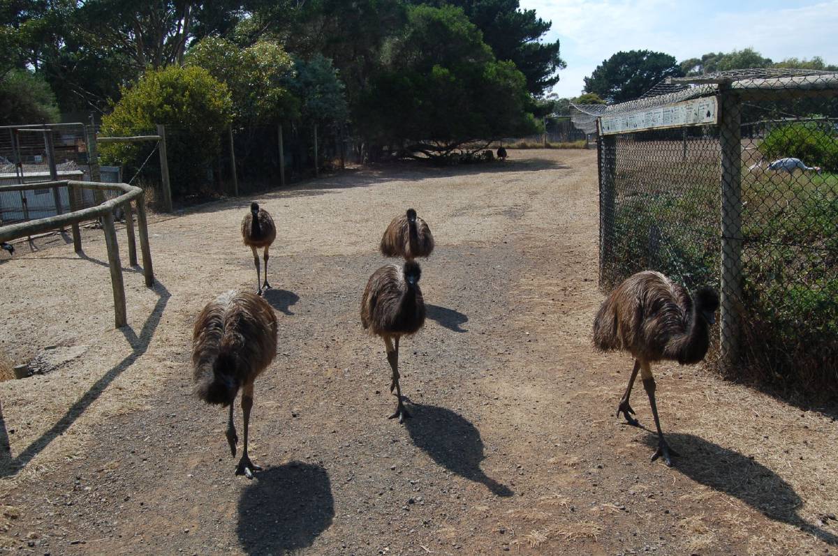 persistent gang of emus persistent gang of emus