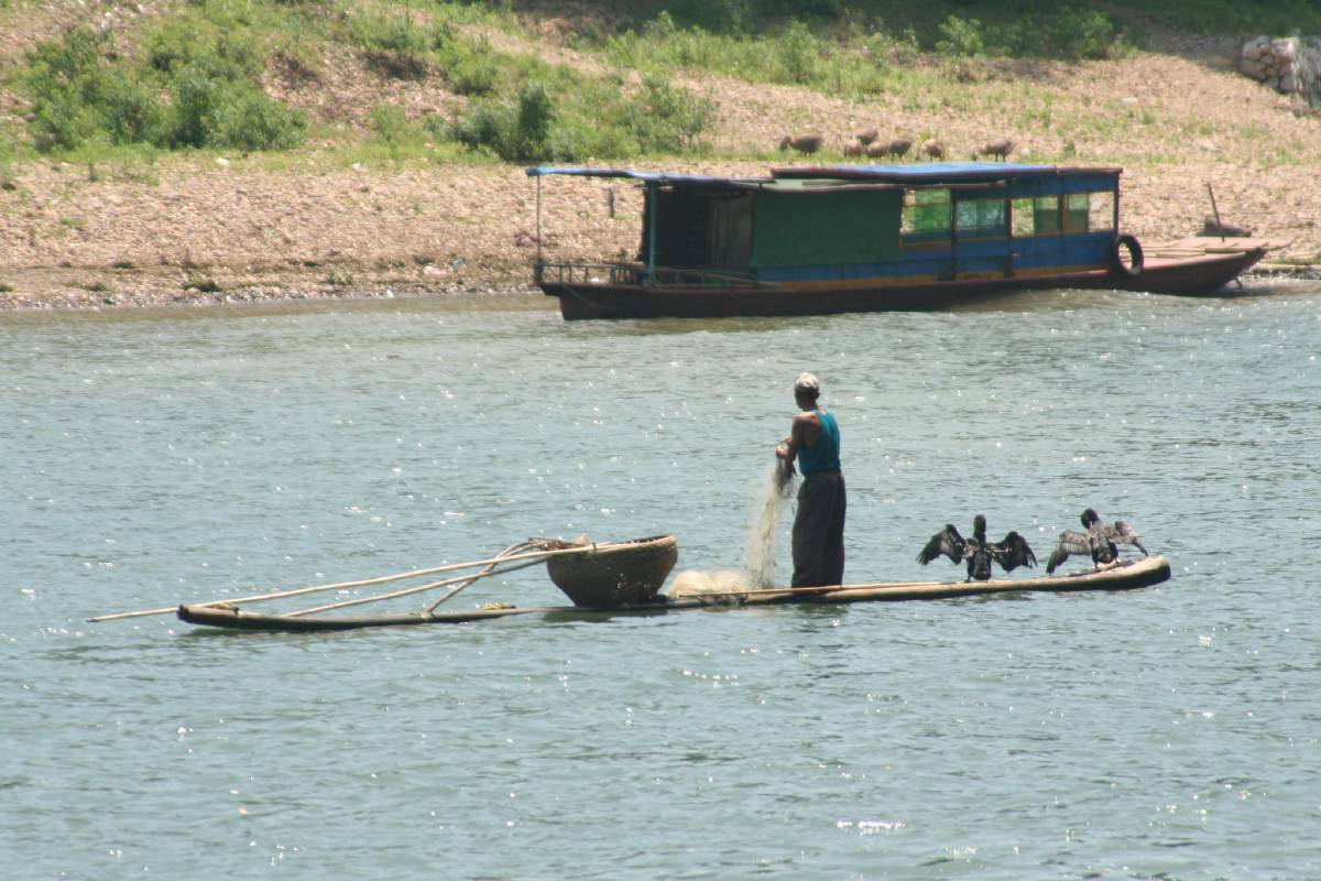 cormorant fishing li river cormorant fishing li river