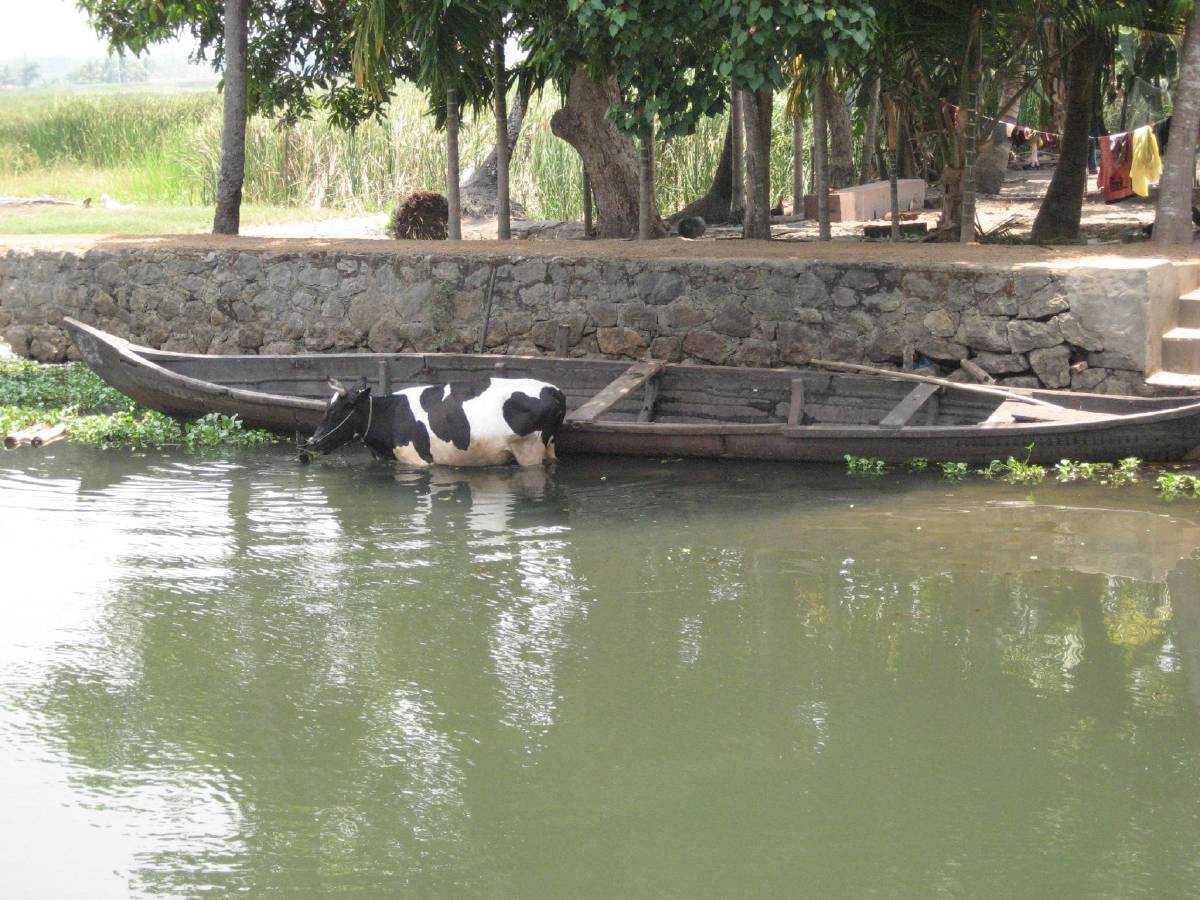 kerala backwaters kerala backwaters