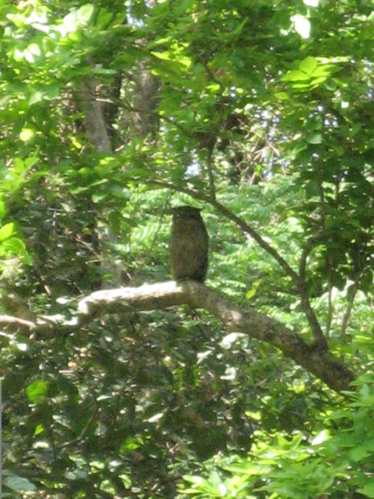 brown fish owl brown fish owl
