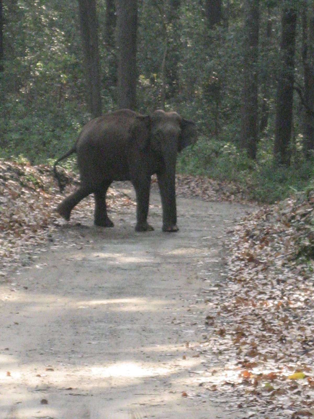 corbett elephant crossing corbett elephant crossing