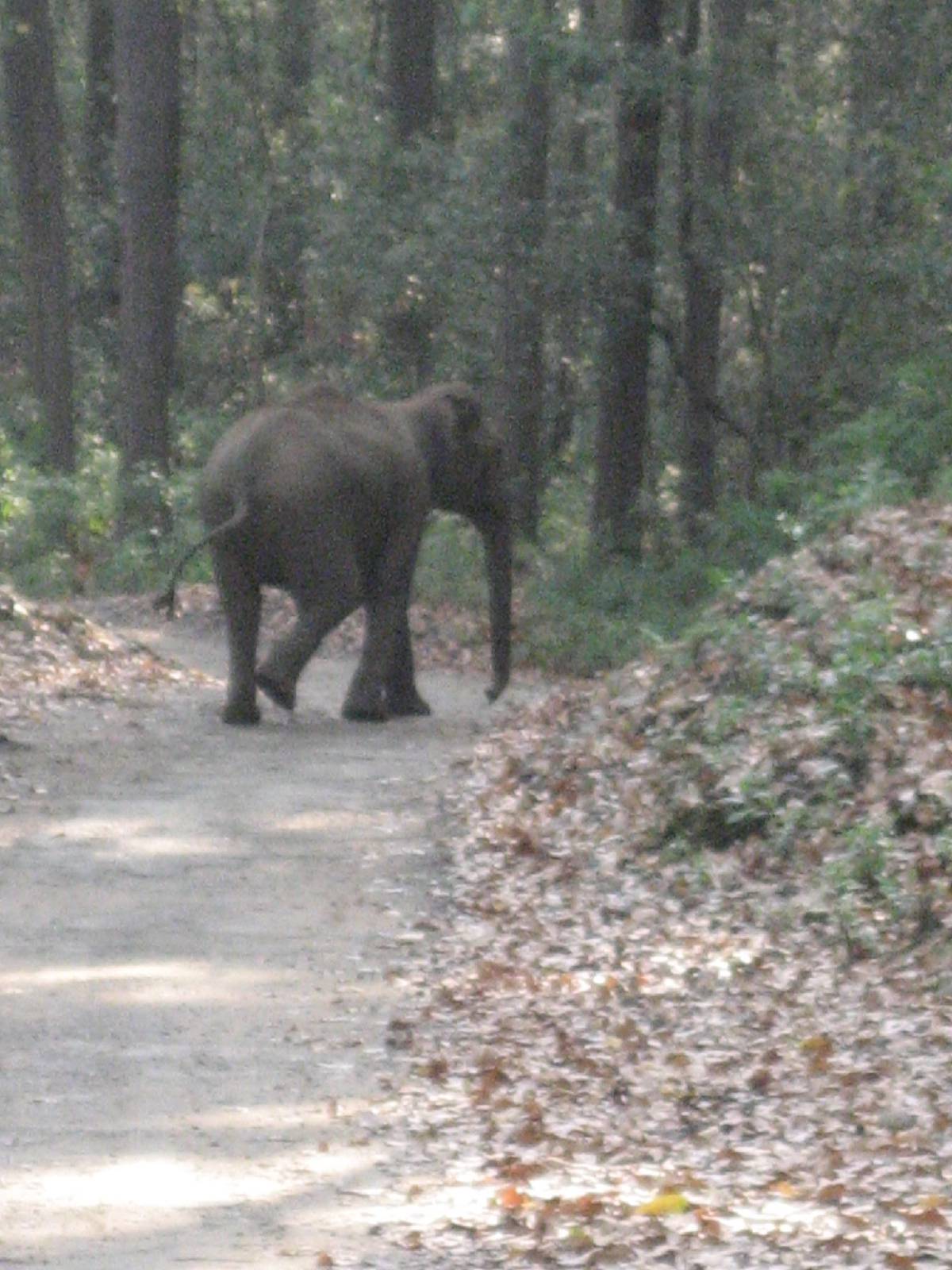 corbett elephant crossing corbett elephant crossing