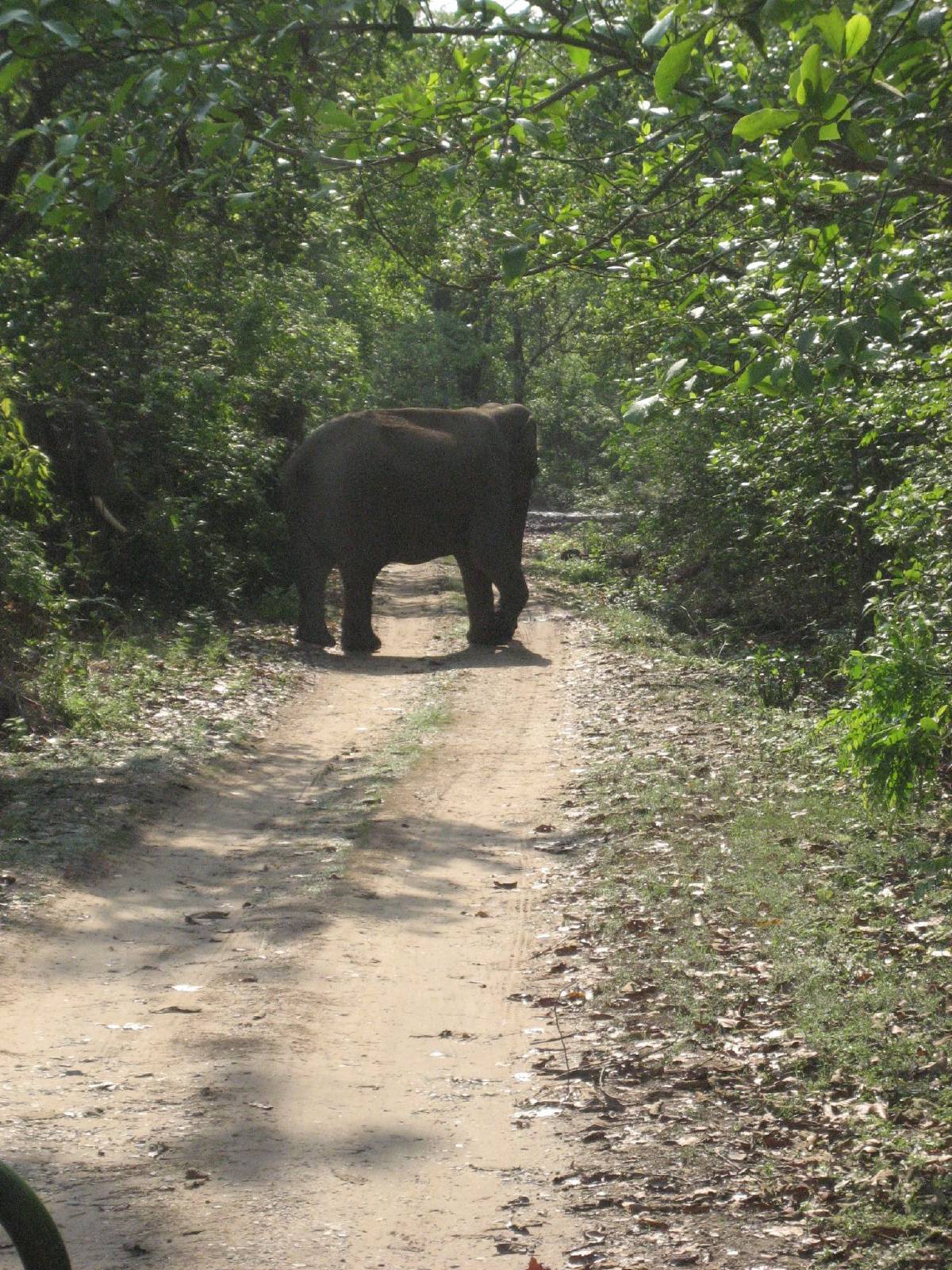corbett elephant crossing corbett elephant crossing