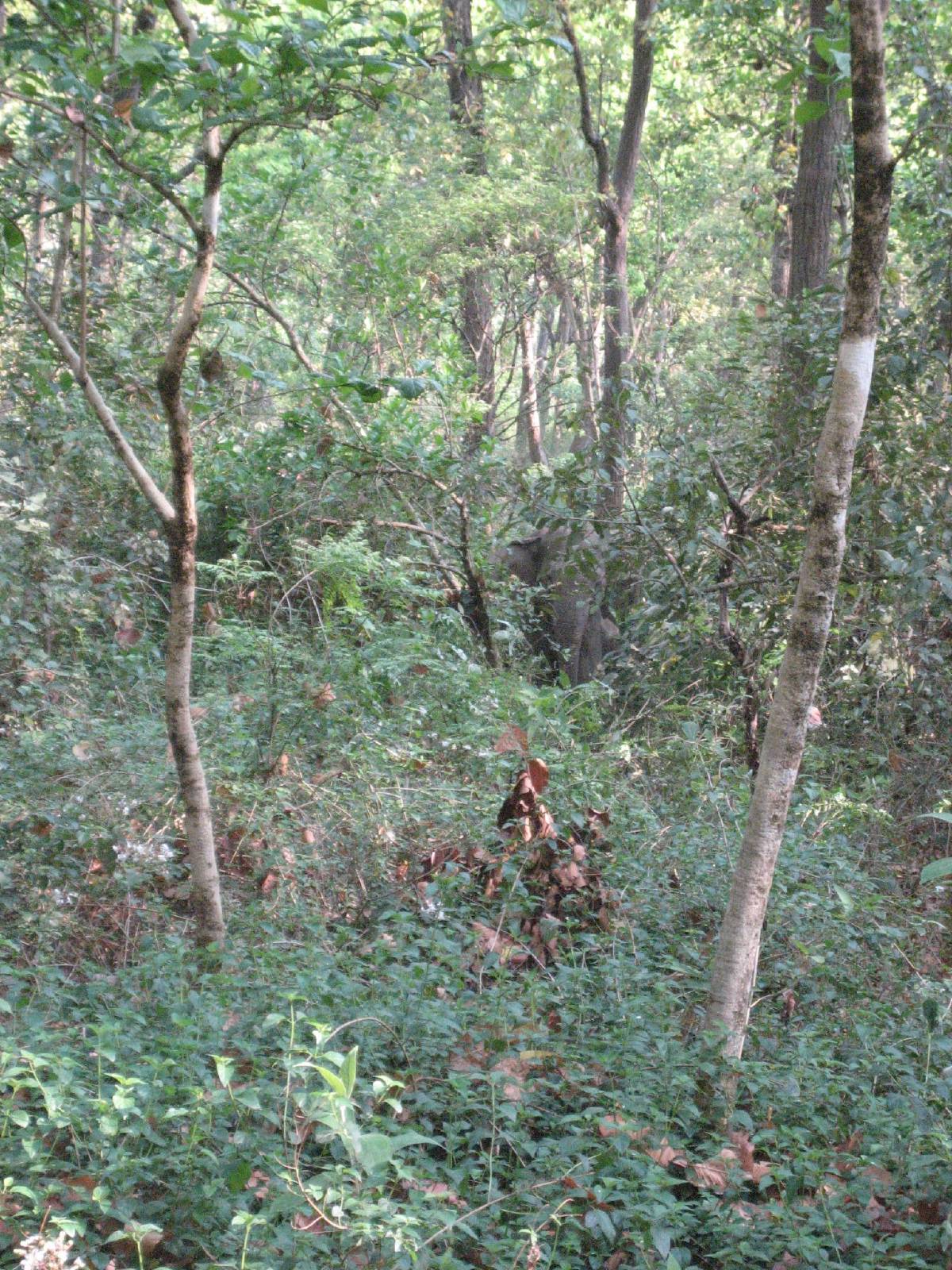 elephants in the bush elephants in the bush