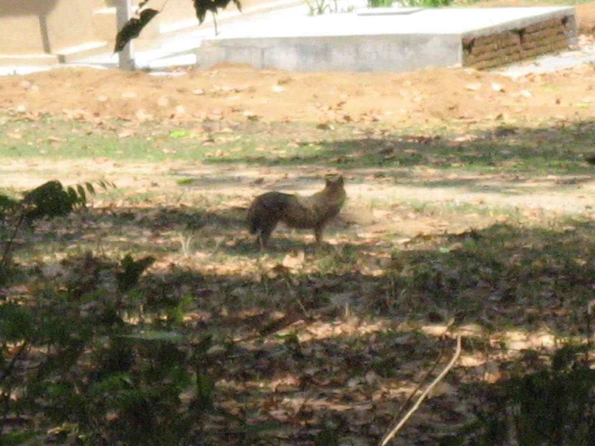 jackal jackal
