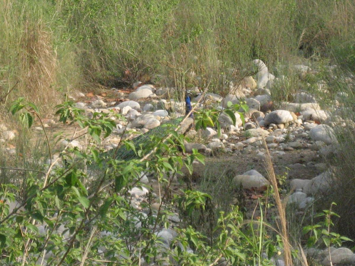 peacock peacock