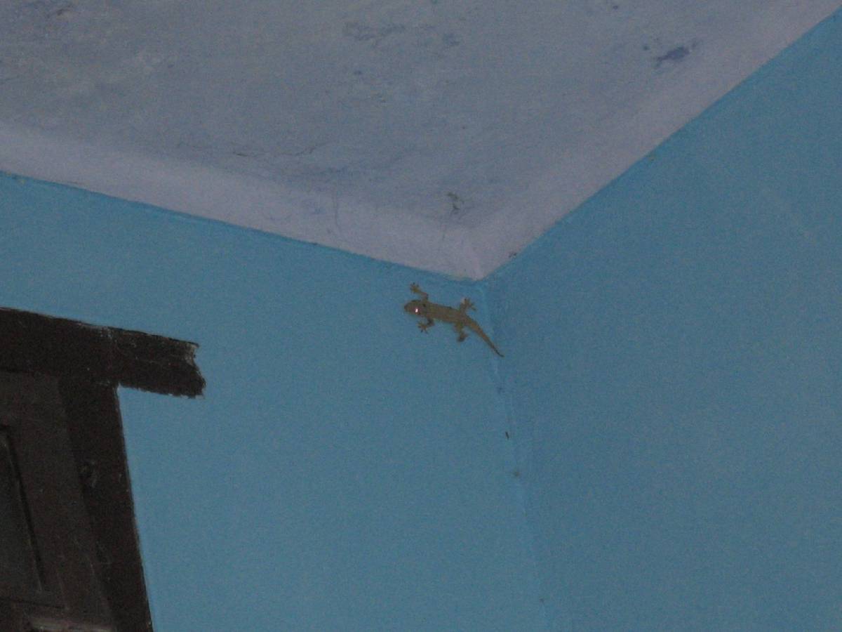visitor in our room visitor in our room