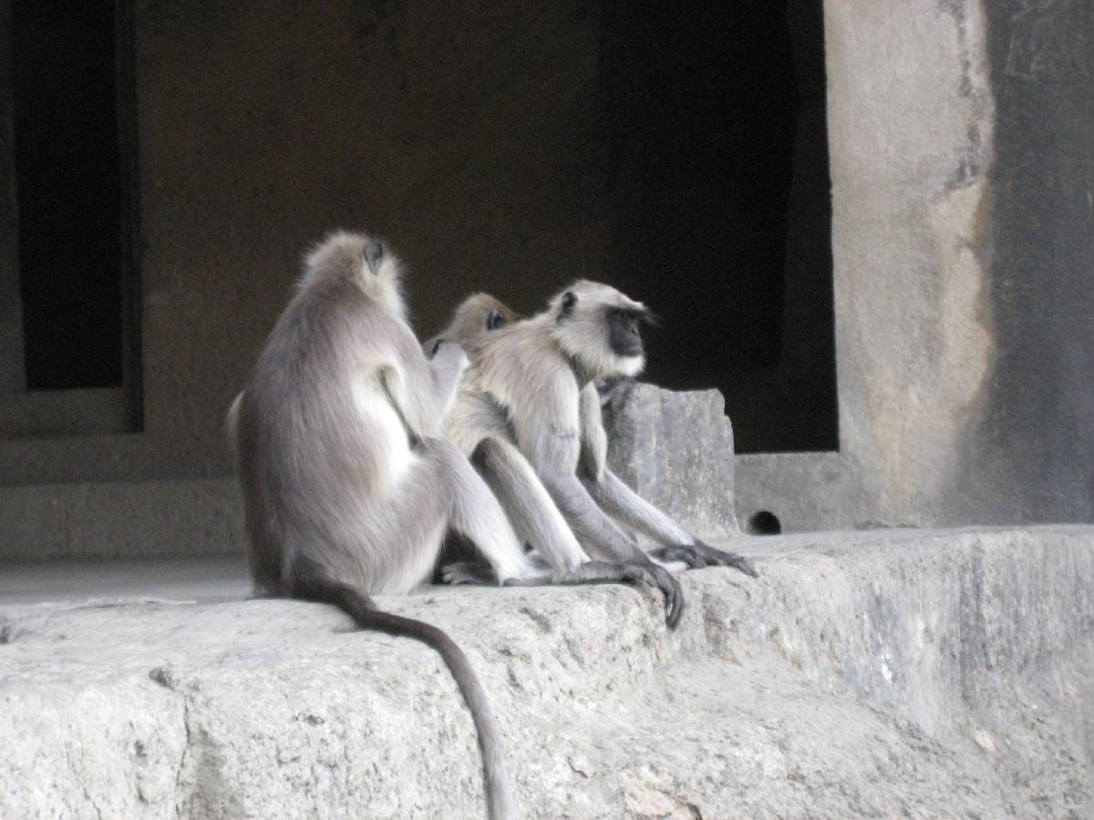 ellora caves ellora caves
