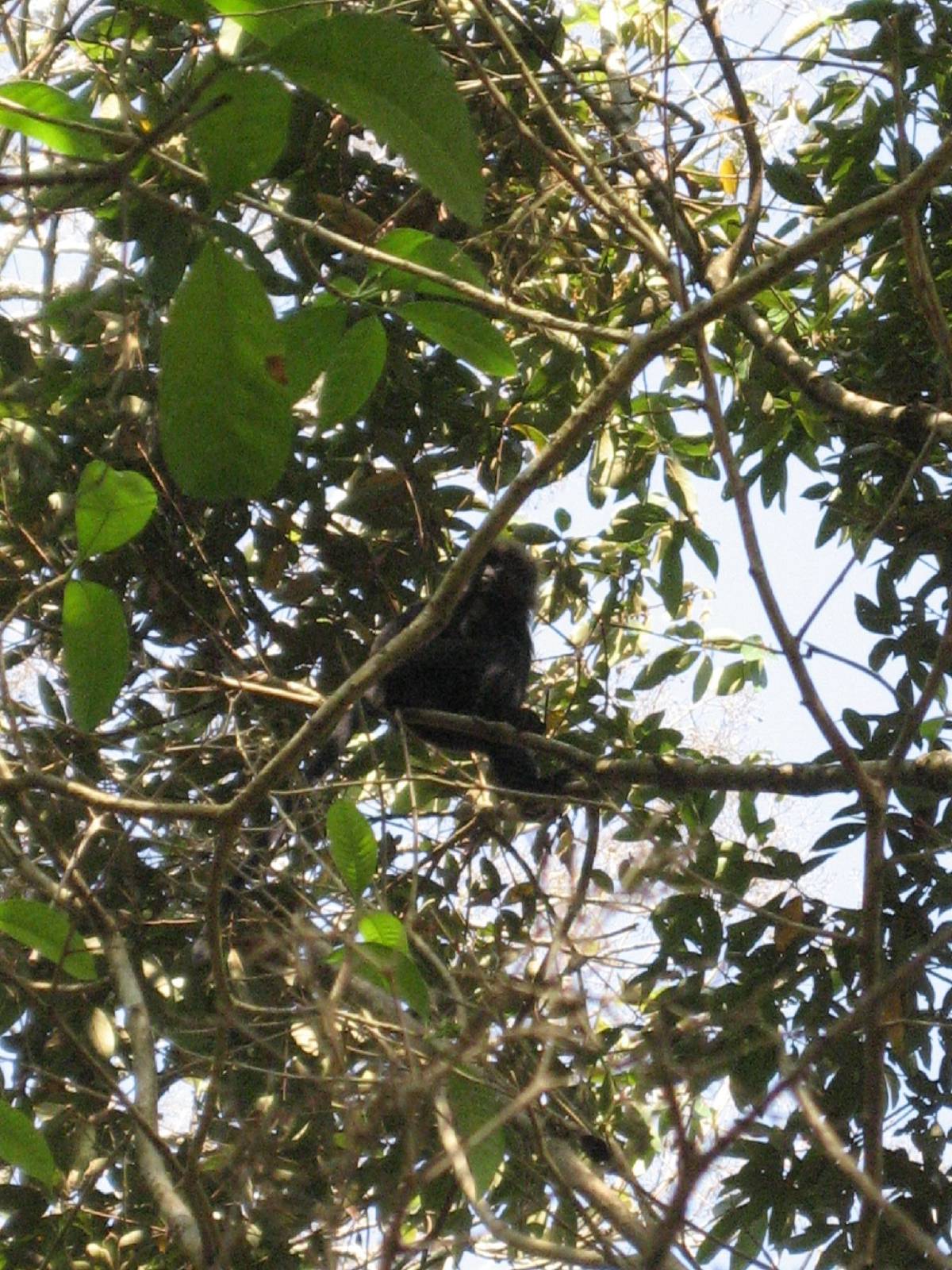 langur monkey langur monkey