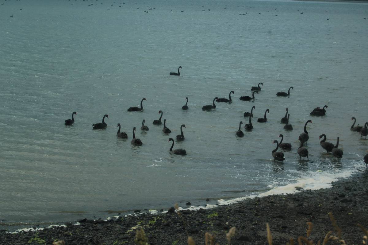 black swans at otago black swans at otago
