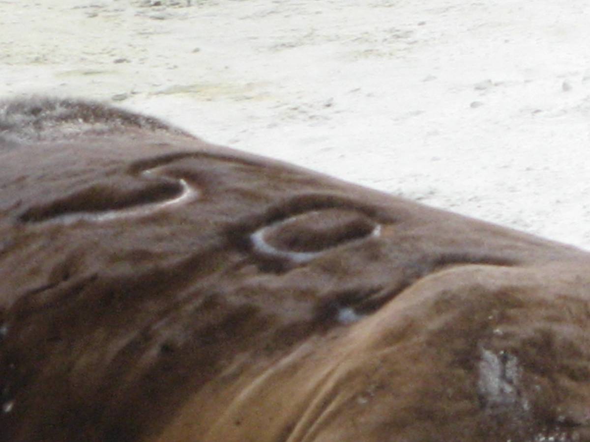 brand on a sea-lion brand on a sea-lion