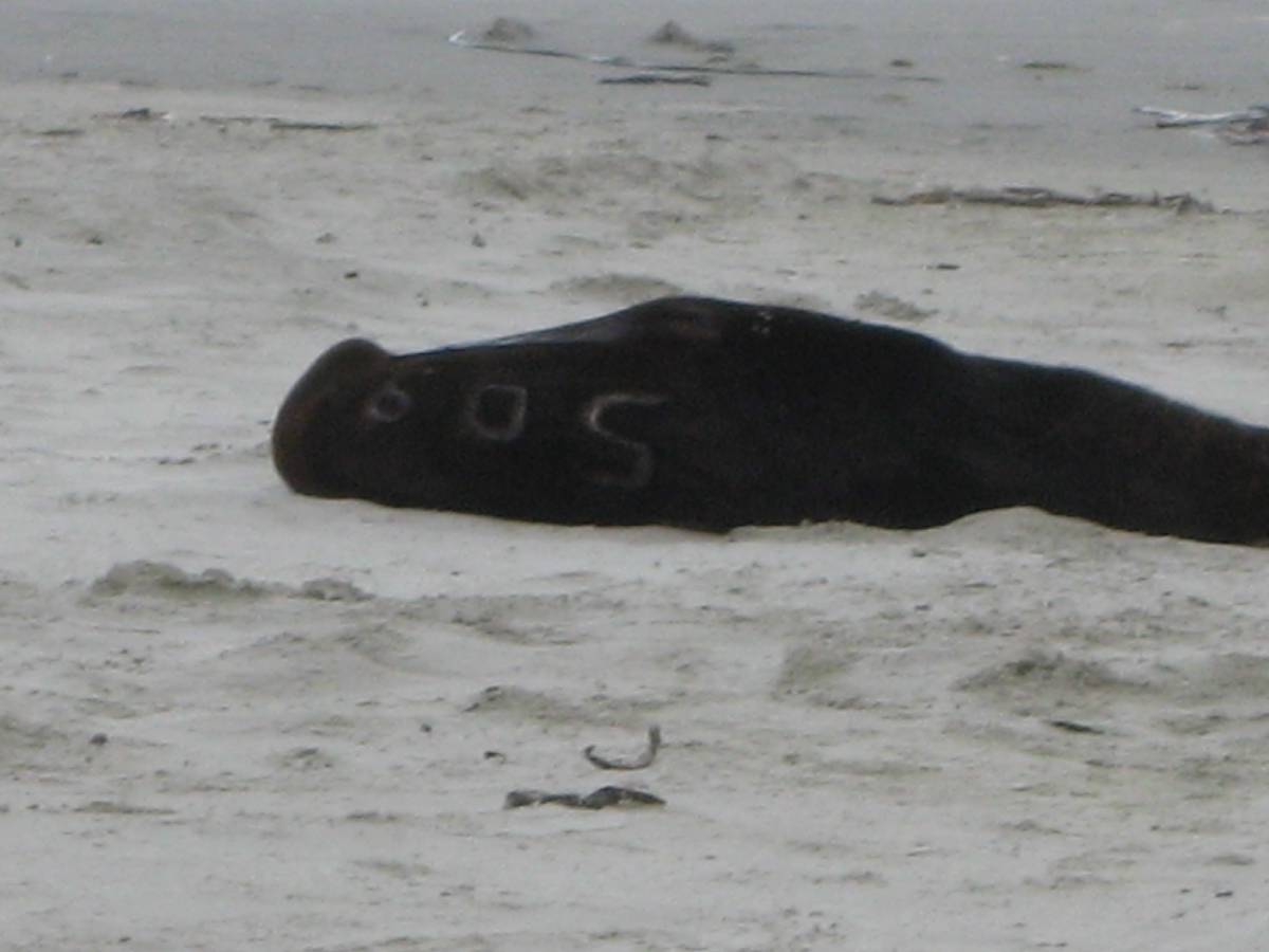 branded - sea-lion edition branded - sea-lion edition