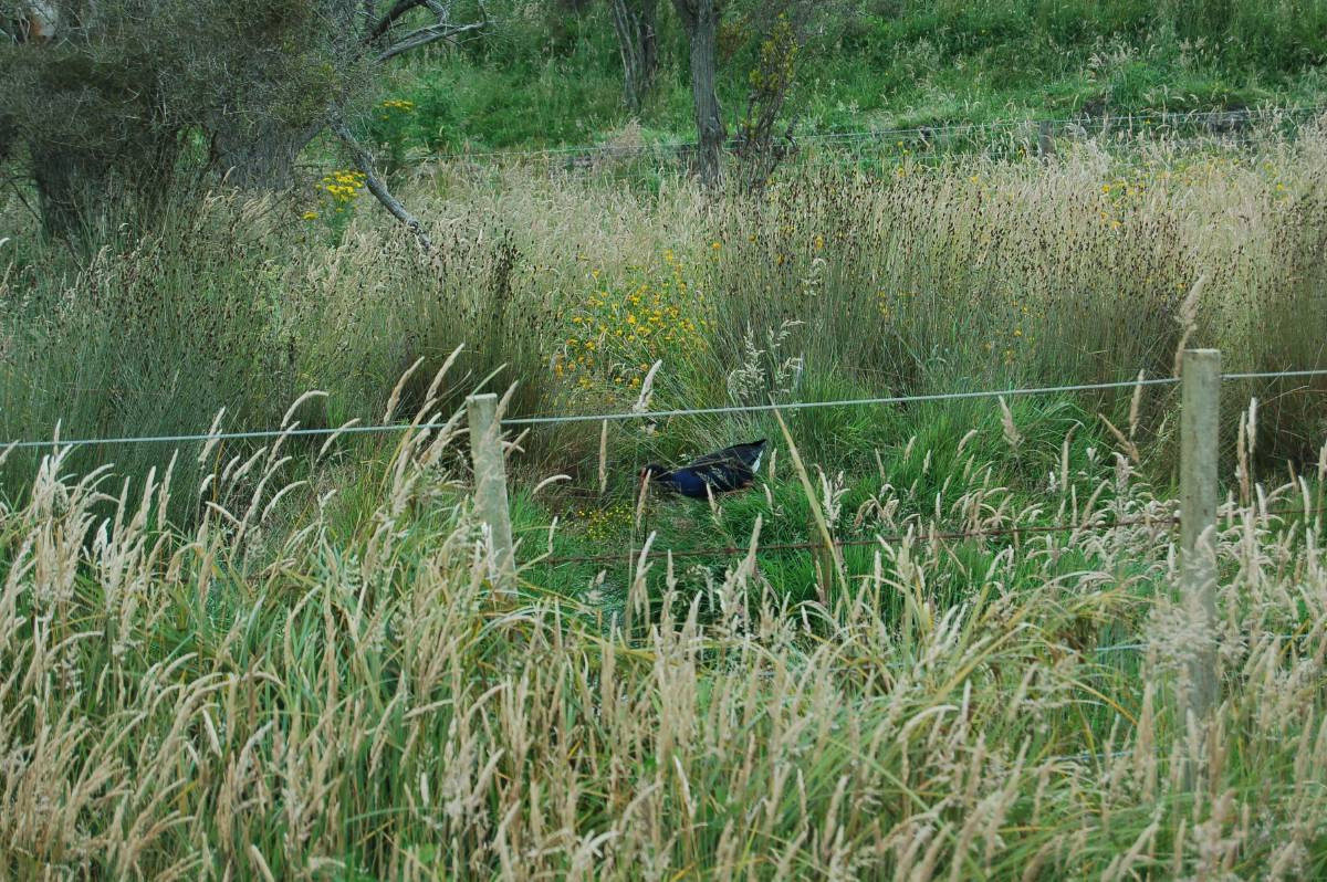 wild-hens at otago wild-hens at otago