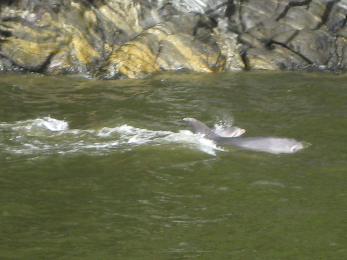dolphins in milford sound dolphins in milford sound