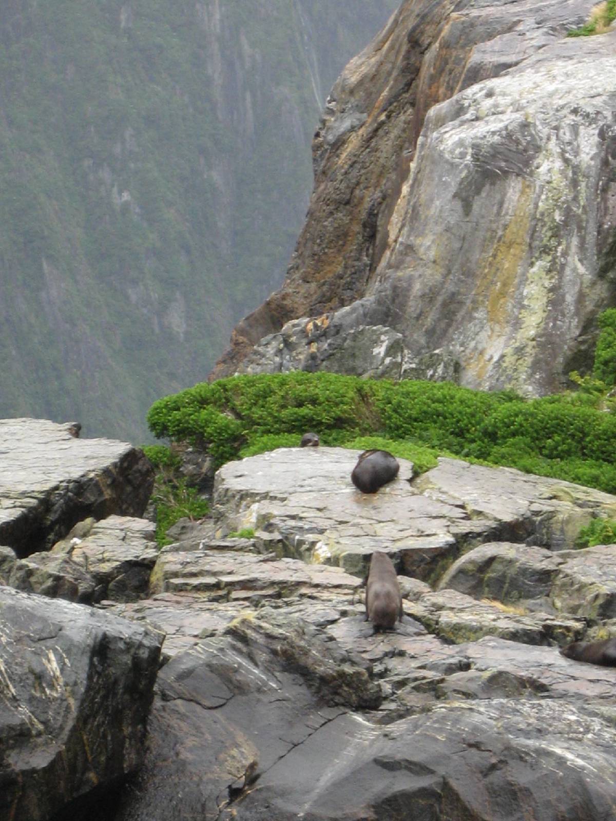 fur seals in milford sound fur seals in milford sound