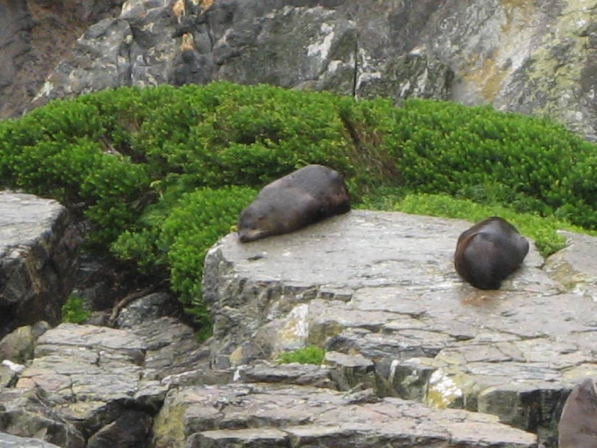 fur seals in milford sound fur seals in milford sound