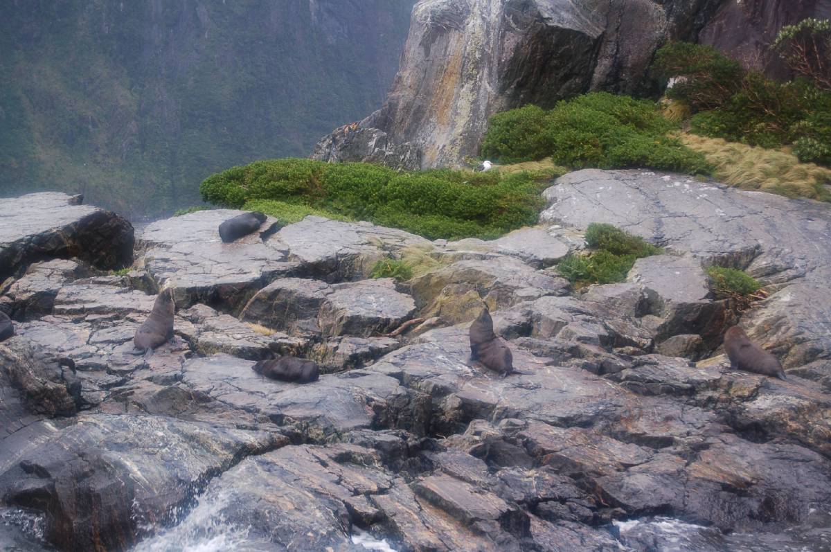 fur seals in milford sound fur seals in milford sound