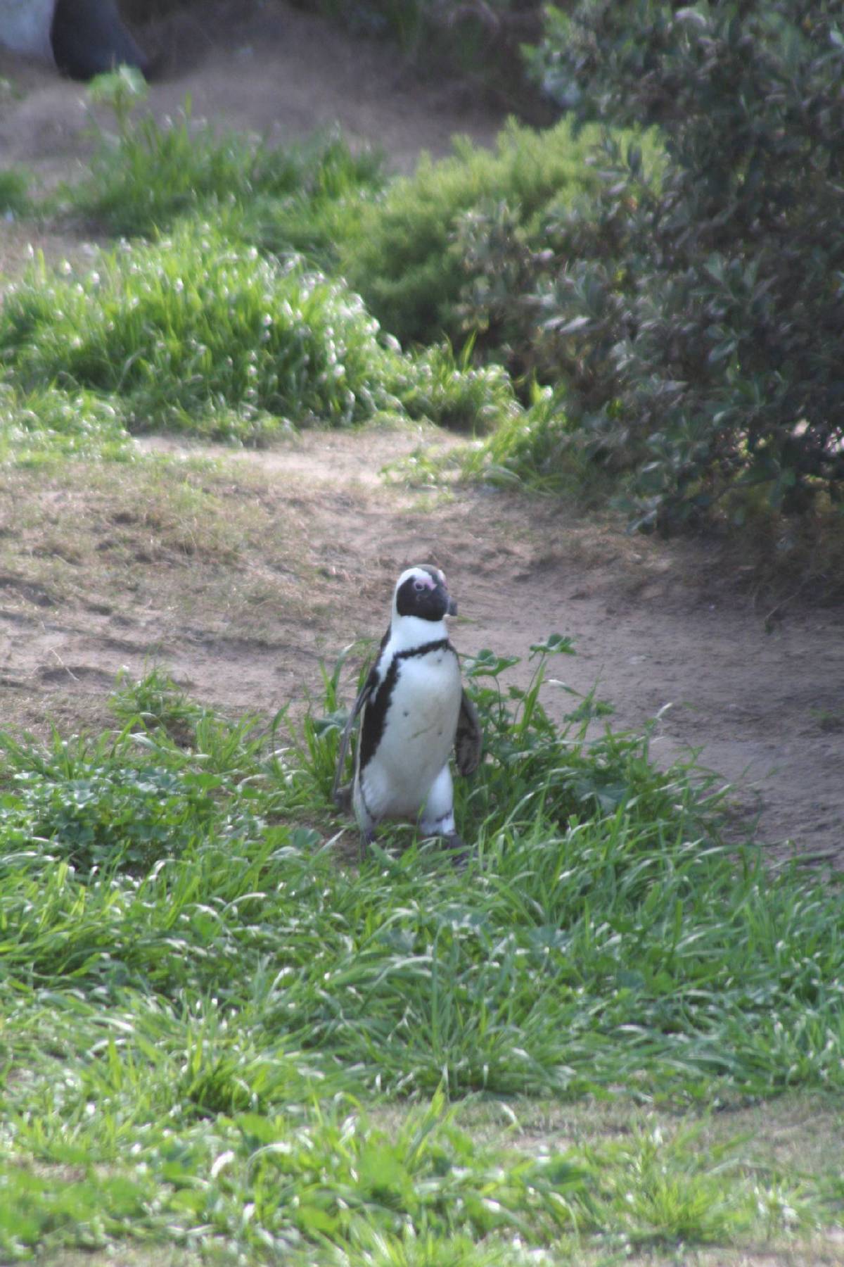 african penguins african penguins